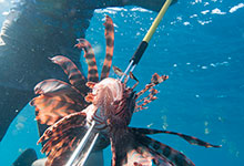 Freediving / Spearfishing